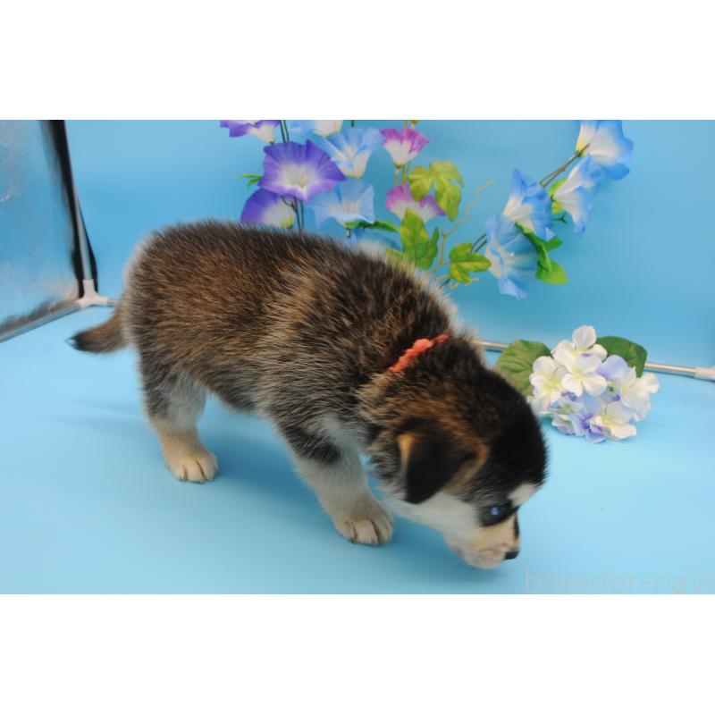 販売中の岡山県のミックス犬-399891の4枚目